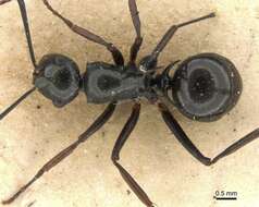 Image of Polyrhachis mucronata Smith 1859