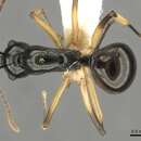 Image of Polyrhachis follicula Menozzi 1926