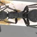 صورة Polyrhachis caeciliae Forel 1912