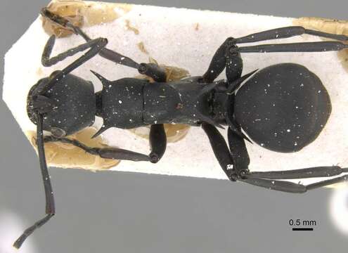 صورة Polyrhachis caeciliae Forel 1912