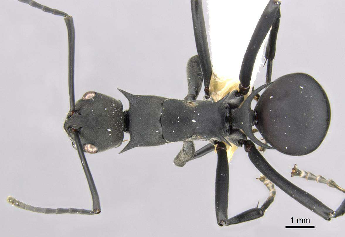 Image of Polyrhachis gestroi Emery 1900
