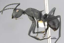 Image of Polyrhachis gestroi Emery 1900