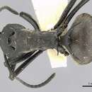 Image of Polyrhachis hodgsoni Forel 1902