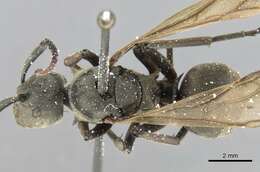 Image of Polyrhachis cephalotes Emery 1893