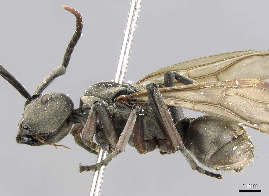 Image de Polyrhachis cephalotes Emery 1893