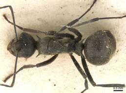 Image of Polyrhachis longipes Smith 1859