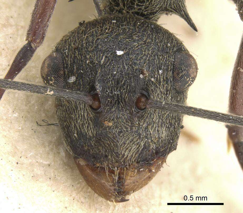 Image of Polyrhachis longipes Smith 1859