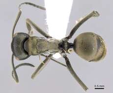 Image of Polyrhachis flavoflagellata Karavaiev 1927