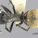 Image of Polyrhachis rupicapra Roger 1863