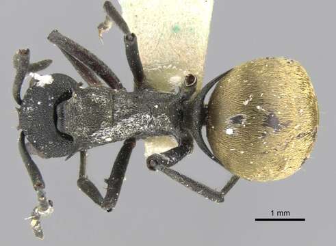 Image of Polyrhachis rupicapra Roger 1863