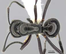 Image of Polyrhachis rastellata (Latreille 1802)