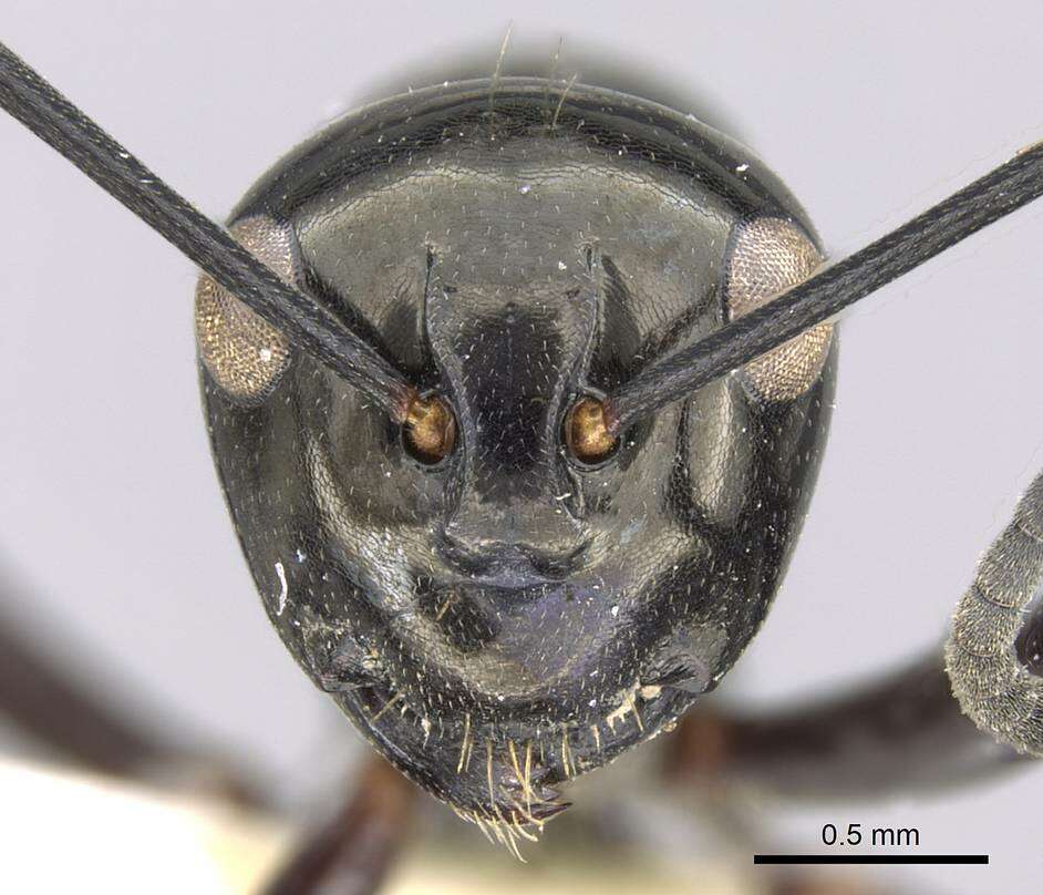 Image of Polyrhachis rastellata (Latreille 1802)