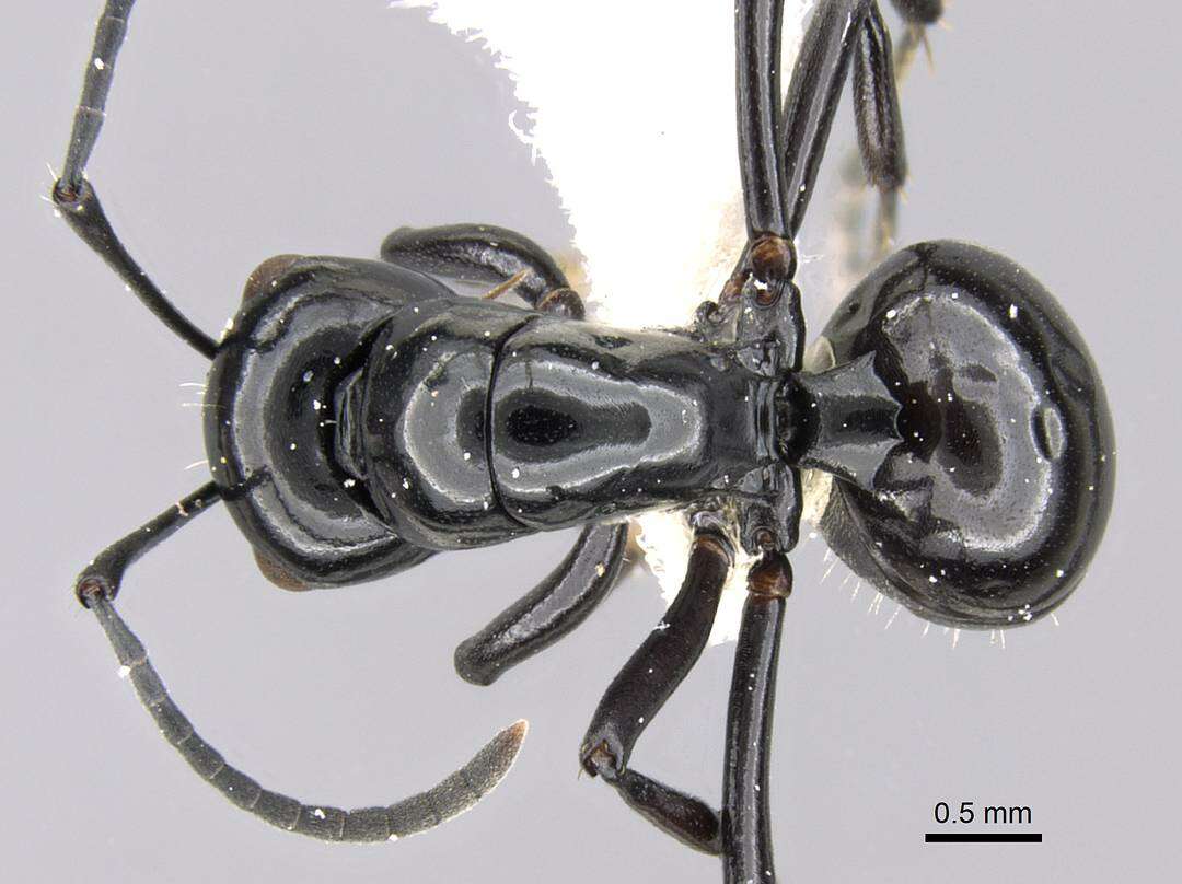 Image of Polyrhachis fornicata Emery 1900