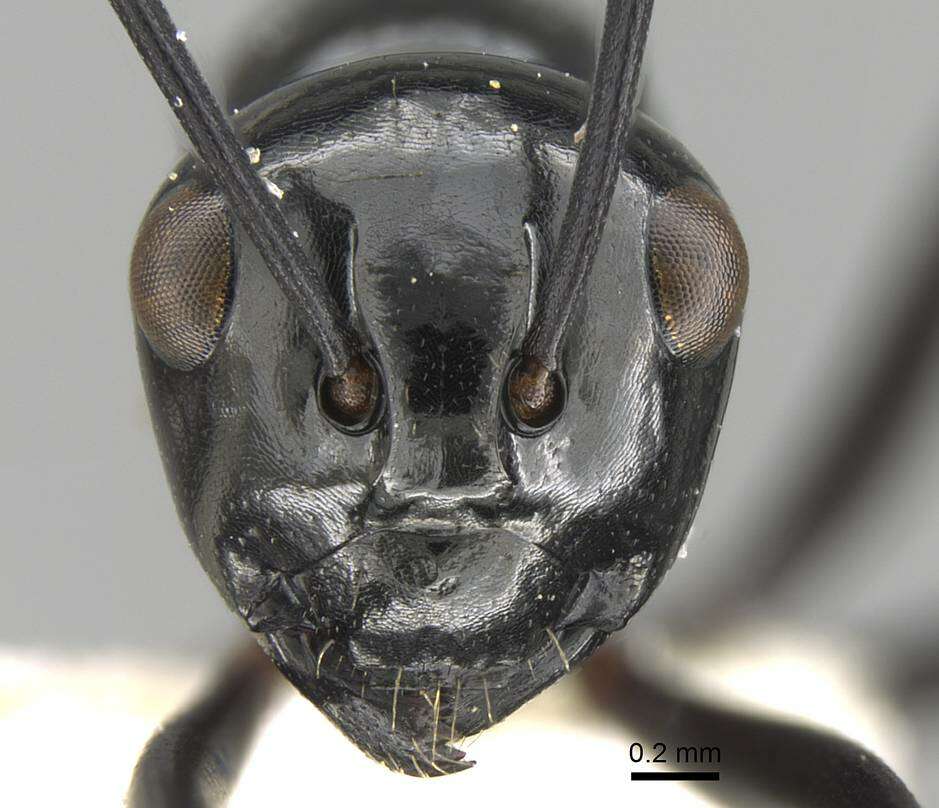 Image of Polyrhachis fornicata Emery 1900