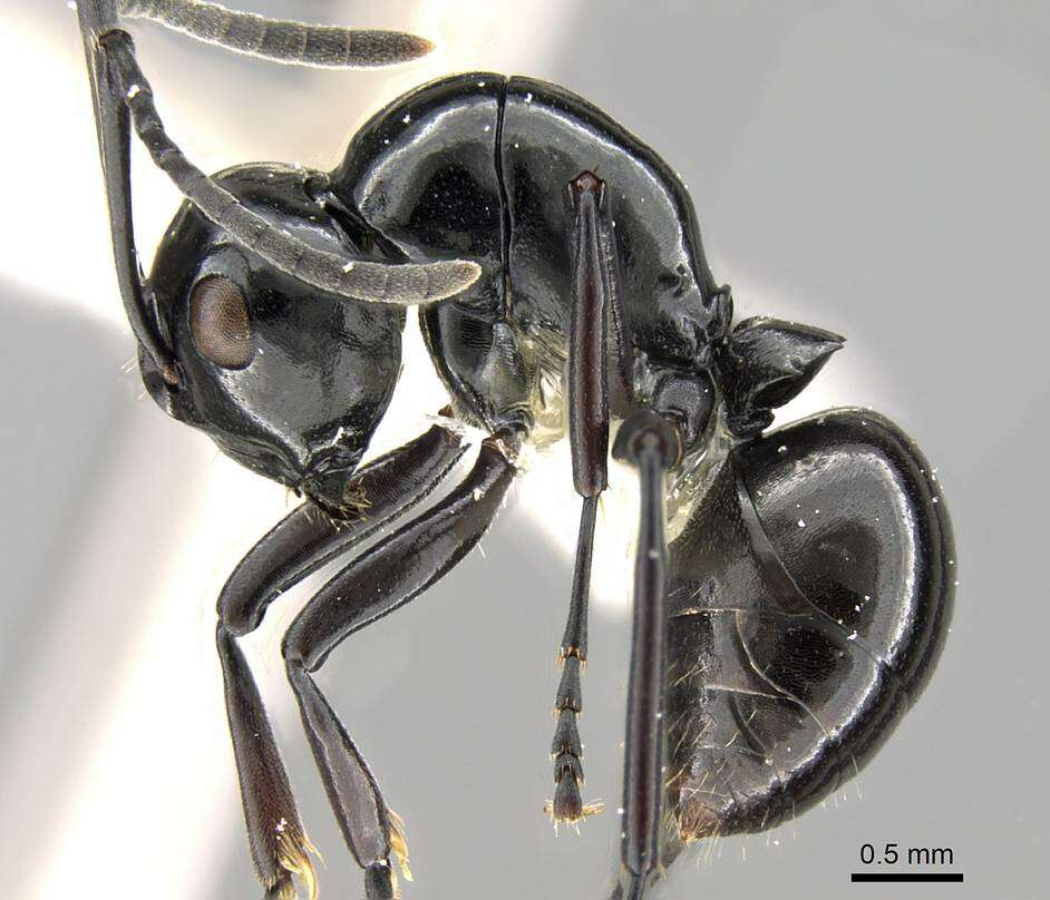 Image of Polyrhachis fornicata Emery 1900