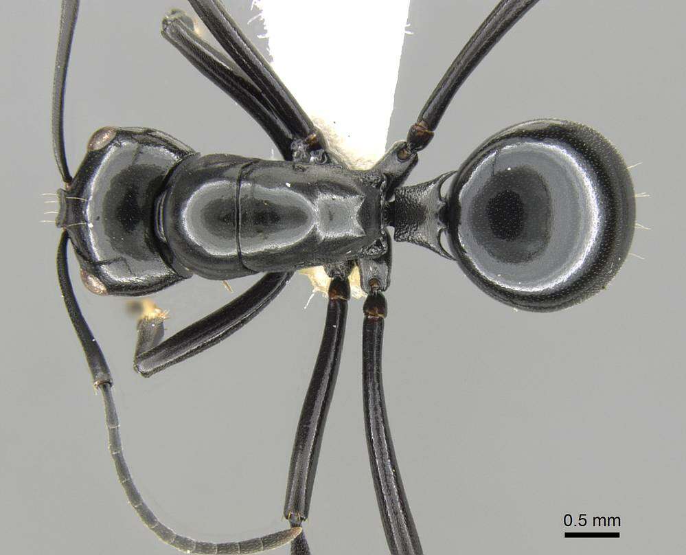 Image of Polyrhachis goramensis