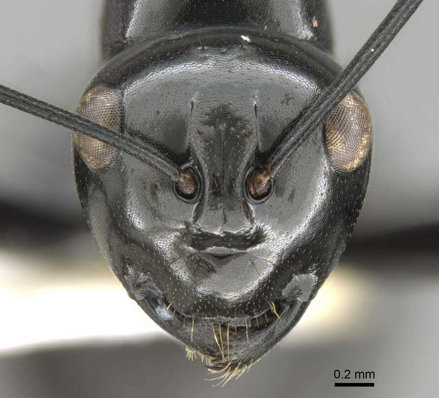 Image of Polyrhachis goramensis