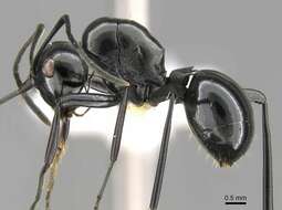 Image of Polyrhachis goramensis