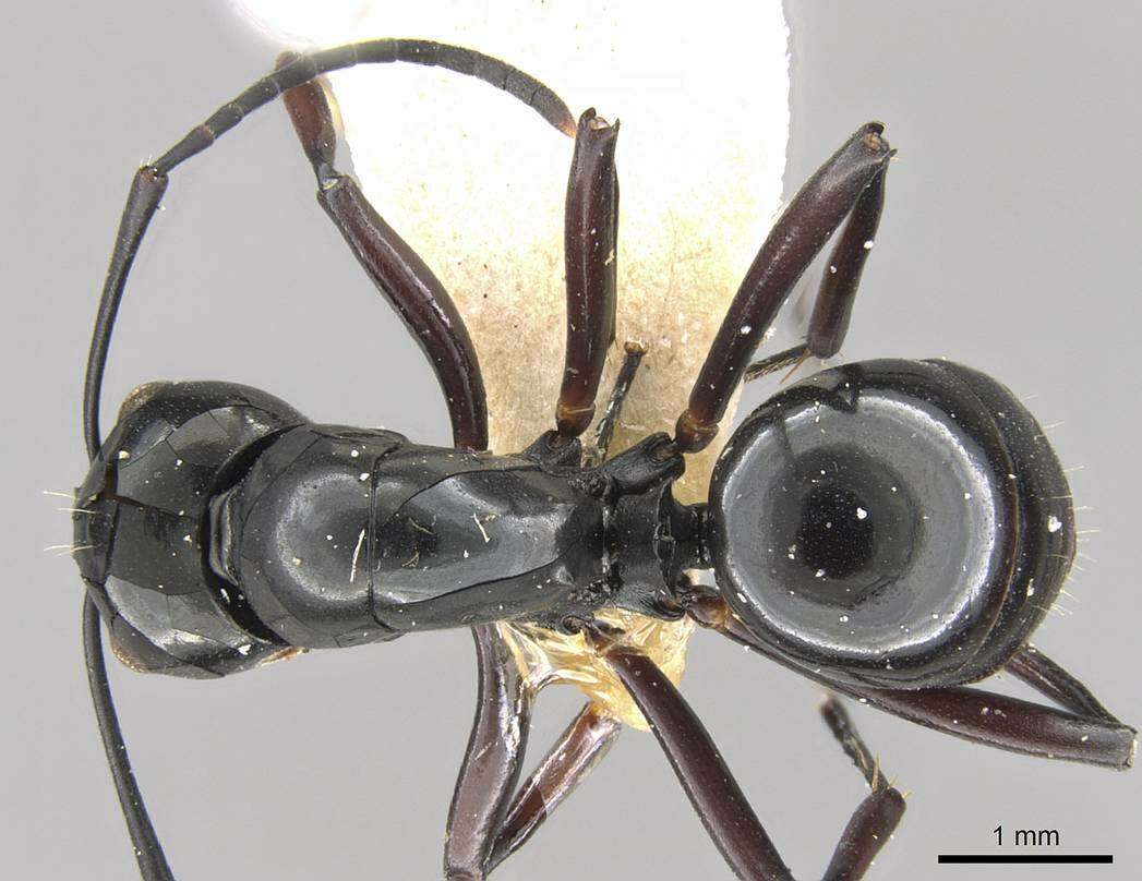 Image of Polyrhachis debilis Emery 1887