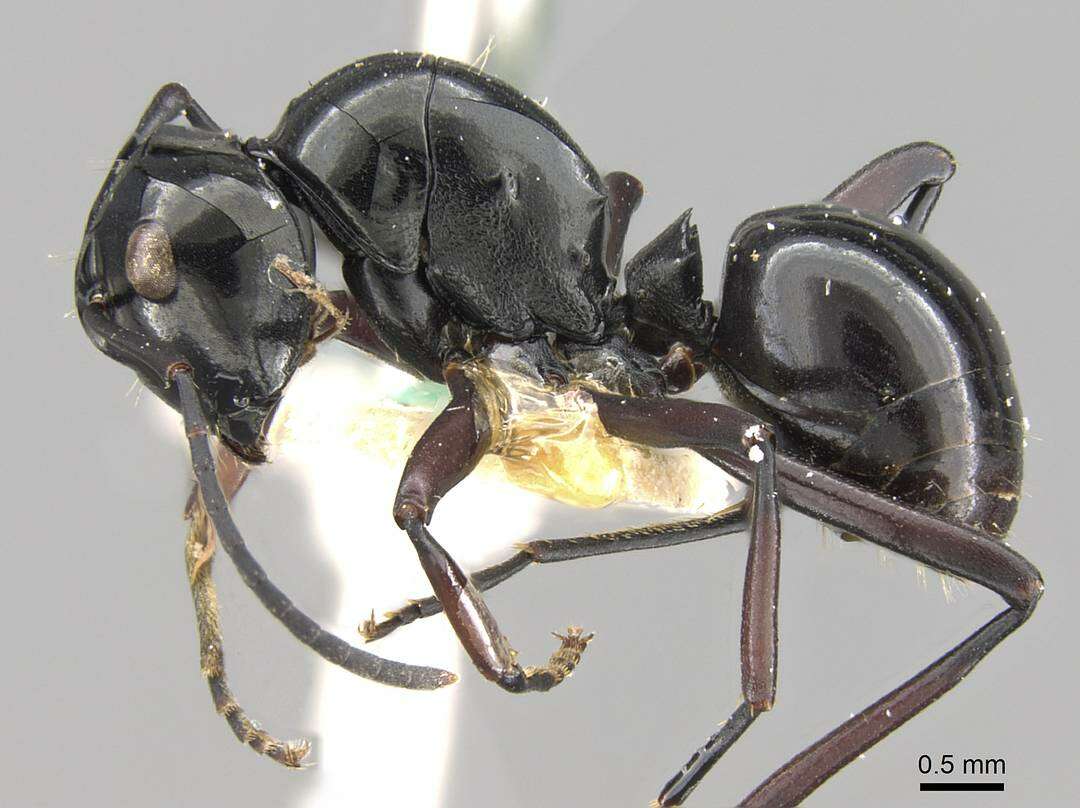 Image of Polyrhachis debilis Emery 1887