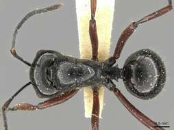 Image of Polyrhachis pilosa Donisthorpe 1938