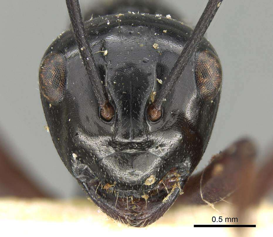 Image of Polyrhachis pilosa Donisthorpe 1938