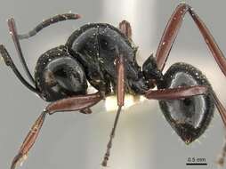 Image of Polyrhachis pilosa Donisthorpe 1938