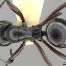 صورة Polyrhachis emeryana Mann 1919