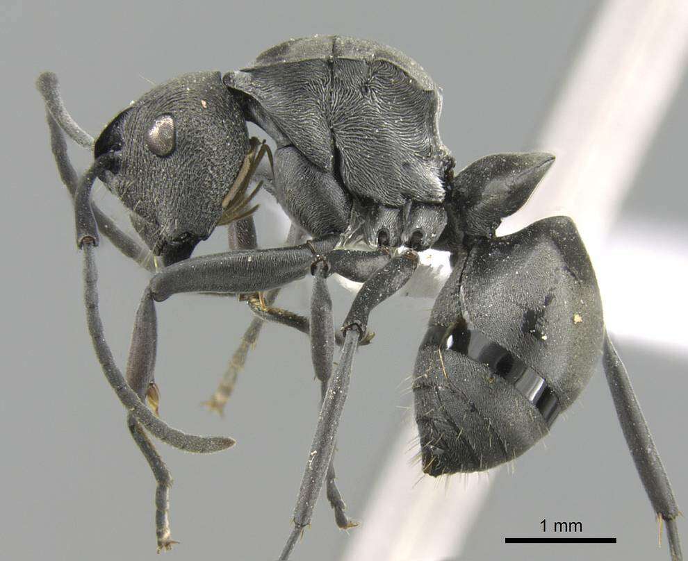 Image of Polyrhachis carbonaria Smith 1857