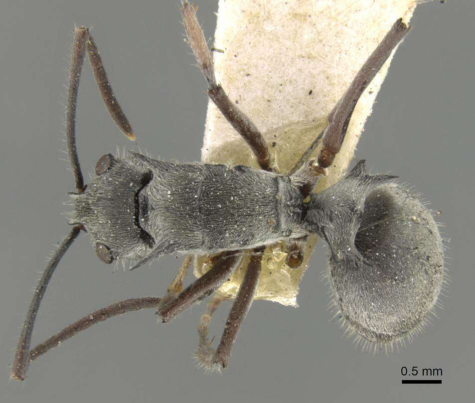 Image of Polyrhachis numeria Smith 1861
