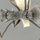 Image of Polyrhachis pubescens Mayr 1879