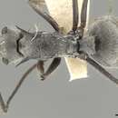 صورة Polyrhachis pubescens Mayr 1879