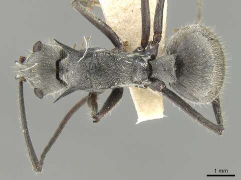 Image de Polyrhachis pubescens Mayr 1879