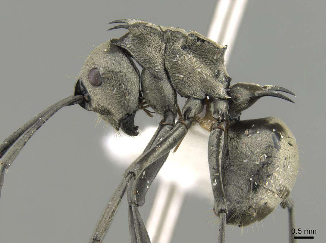 Image of Polyrhachis olena Smith 1861