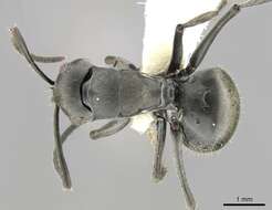 Image de Polyrhachis punctillata Roger 1863