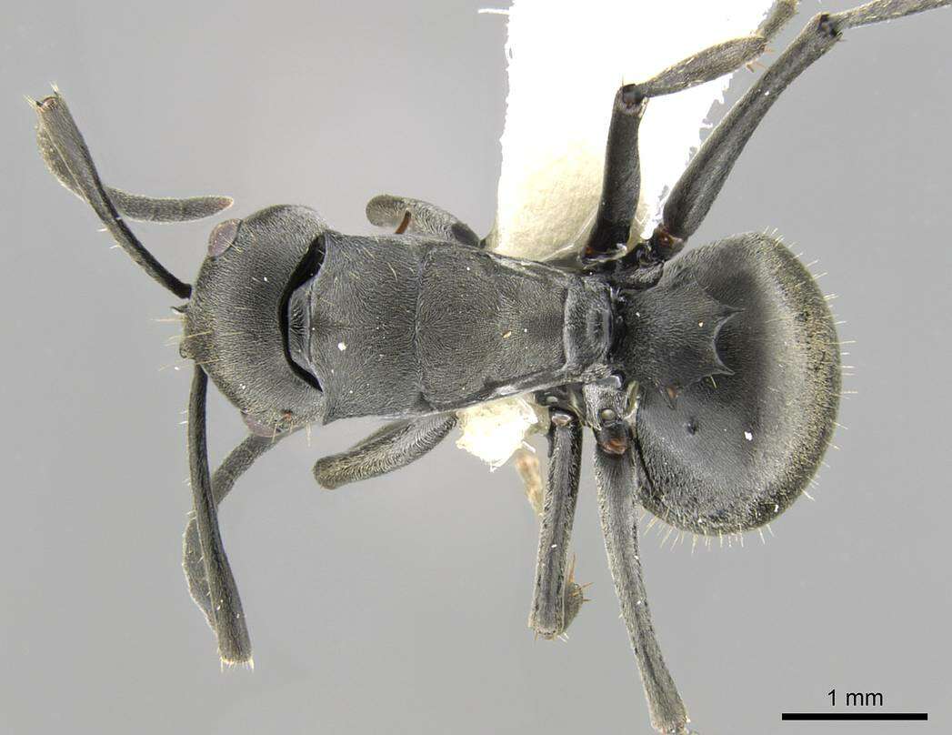 Image de Polyrhachis punctillata Roger 1863