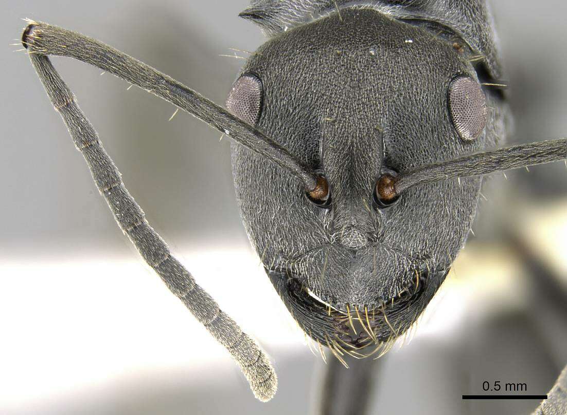 Image of Polyrhachis punctillata Roger 1863