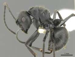 Image de Polyrhachis punctillata Roger 1863