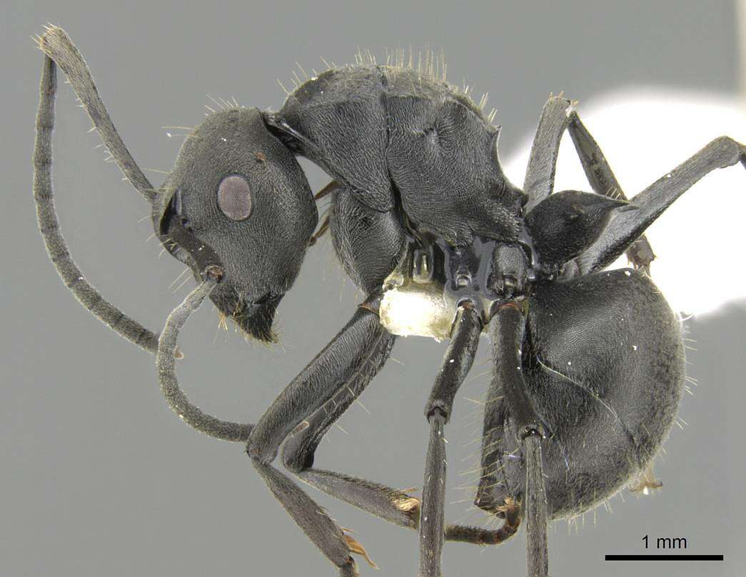 Image of Polyrhachis punctillata Roger 1863