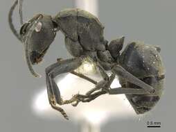 صورة Polyrhachis subpilosa Emery 1895