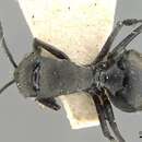 Image of Polyrhachis convexa Roger 1863