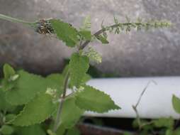 Слика од Teucrium scorodonia L.