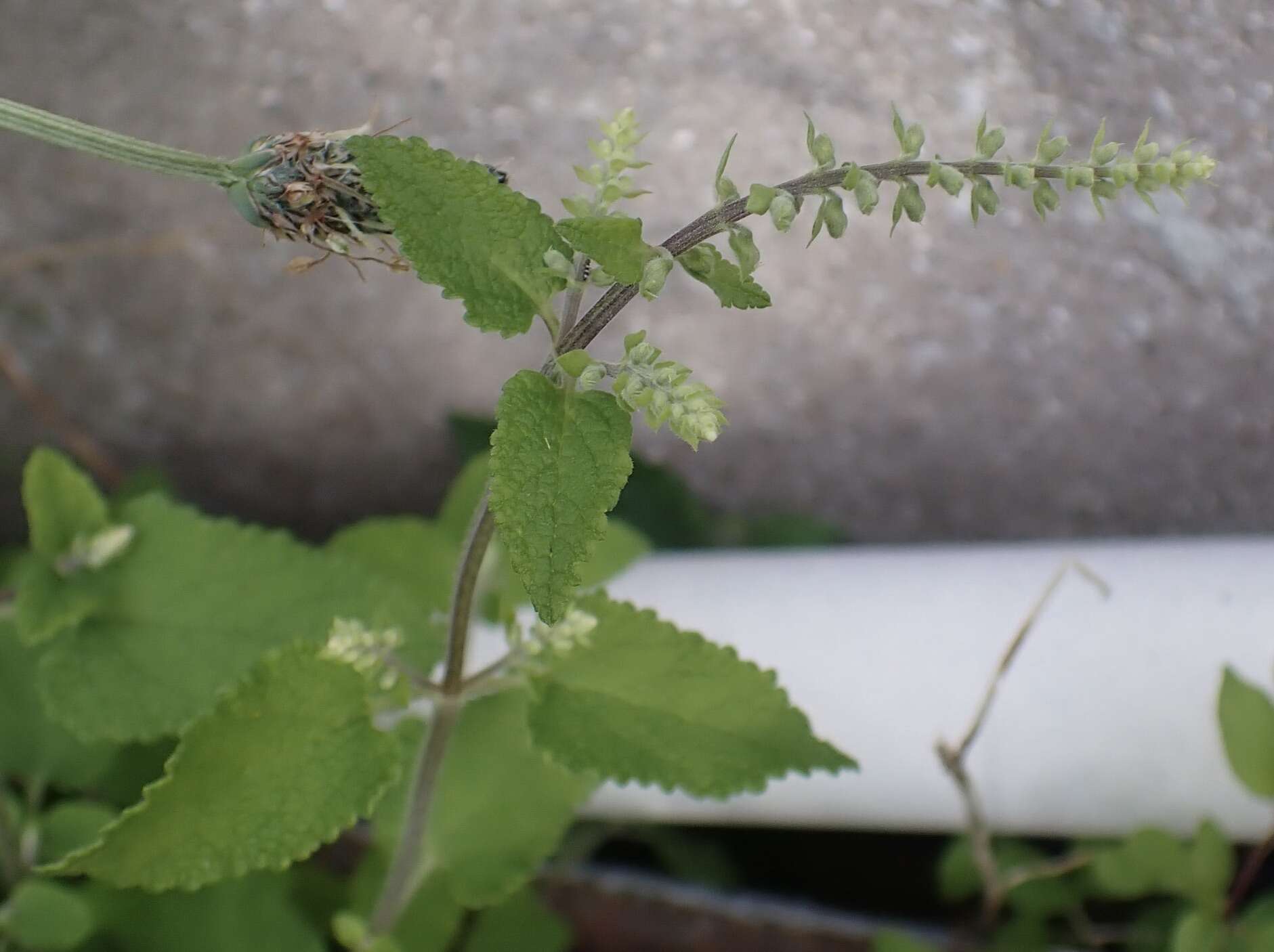 Слика од Teucrium scorodonia L.