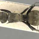 Image of Polyrhachis abrupta Mayr 1867