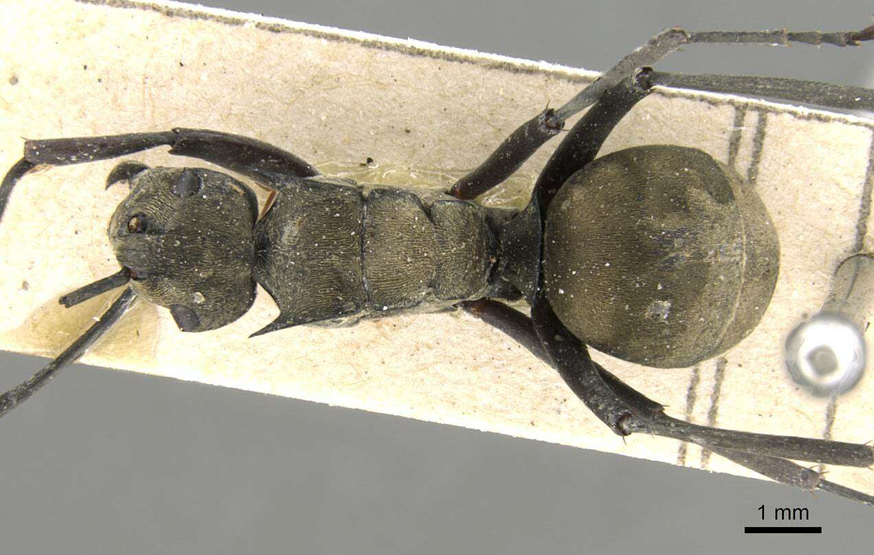 Image de Polyrhachis abrupta Mayr 1867