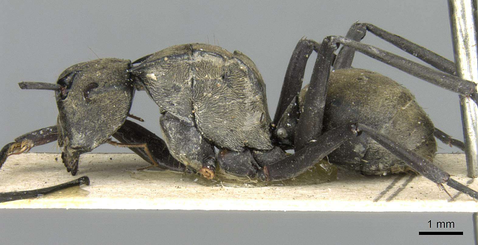 Image de Polyrhachis abrupta Mayr 1867