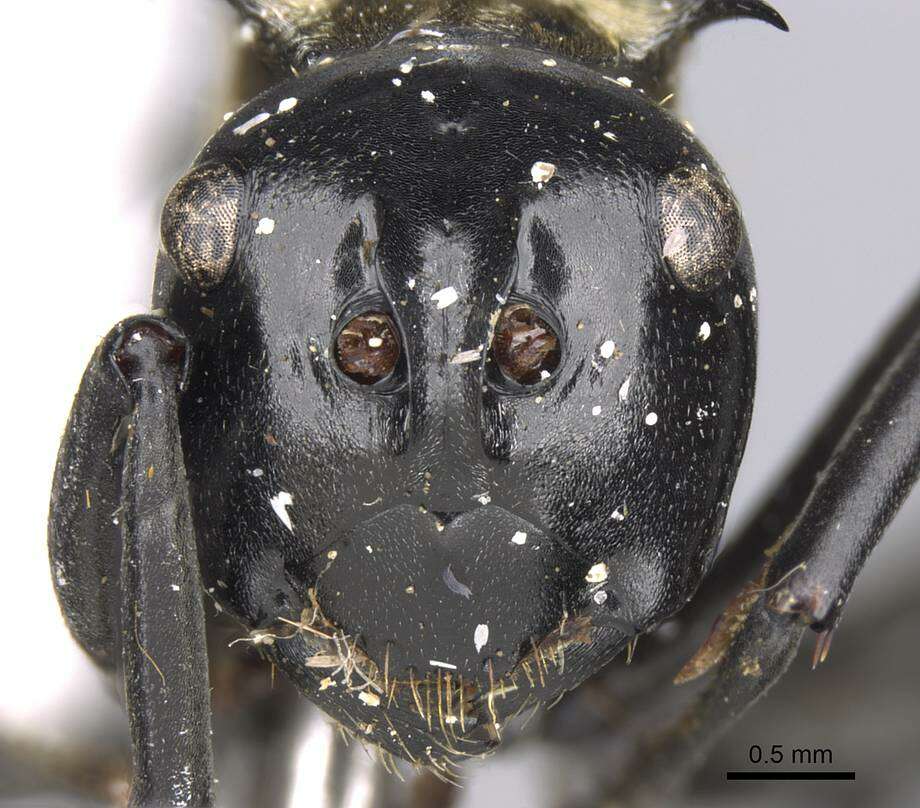 Image de Polyrhachis horni Emery 1901