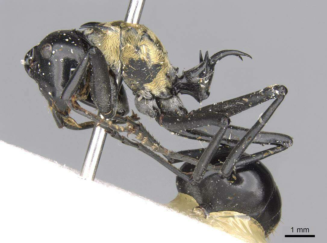 Image de Polyrhachis horni Emery 1901