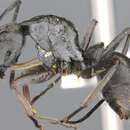 Image of Polyrhachis empesoi