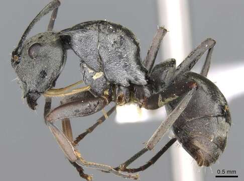 Image of Polyrhachis empesoi